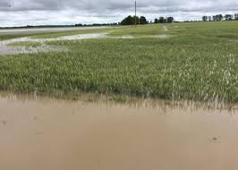 Flood submerges rice, maize farms in Adamawa RIFAN