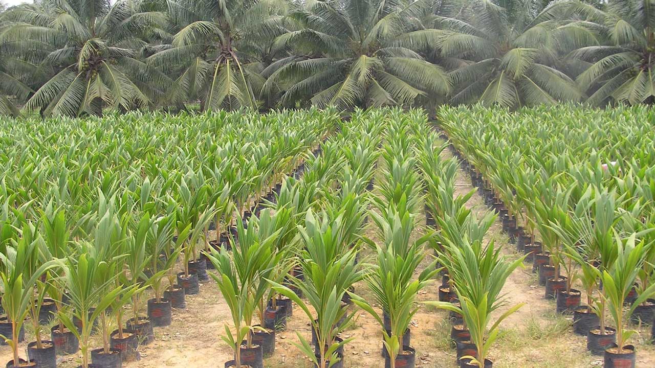 Planting coconuts for life-long financial benefits Planting coconuts for life-long financial benefits