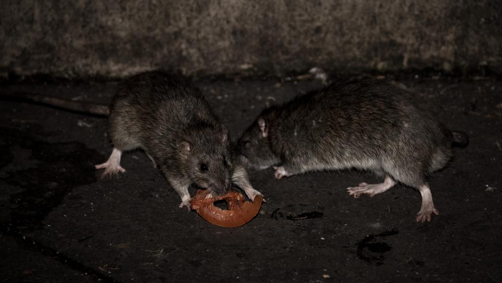 Lassa fever, meningitis kill 26, infect 88 Lassa fever, meningitis kill 26, infect 88