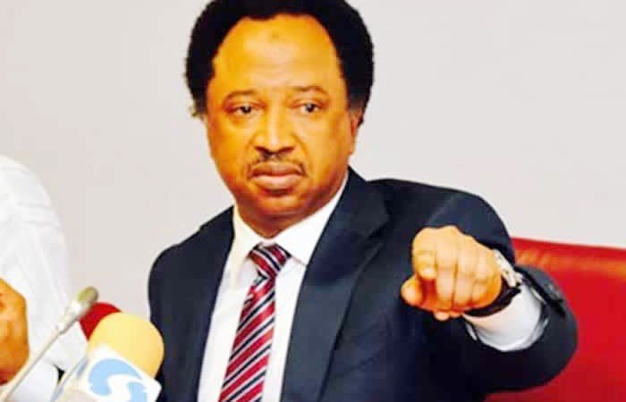 Shehu Sani Faces Imminent Defeat In Kaduna Shehu Sani Faces Imminent Defeat In Kaduna
