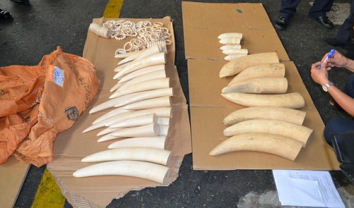 Illegal wildlife trade hits over $150bn yearly — Workshop | Illegal wildlife trade hits over $150bn yearly — Workshop |