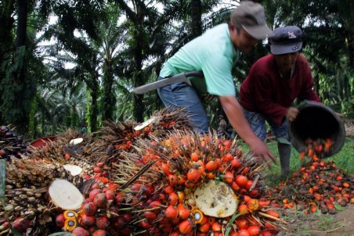 palmoil