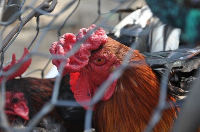 birdflu birdflu