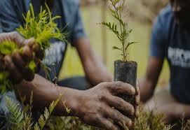 Greening Ethiopia Initiative Plants 200 Million Saplings On A Single Day