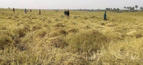 Obasanjo-Farms