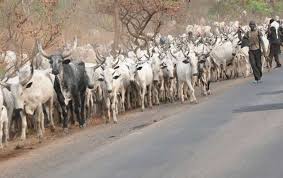 herds men