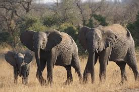 Elephant