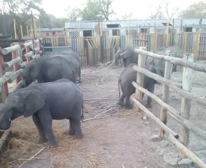 zimbabwe-elephants-october-2019