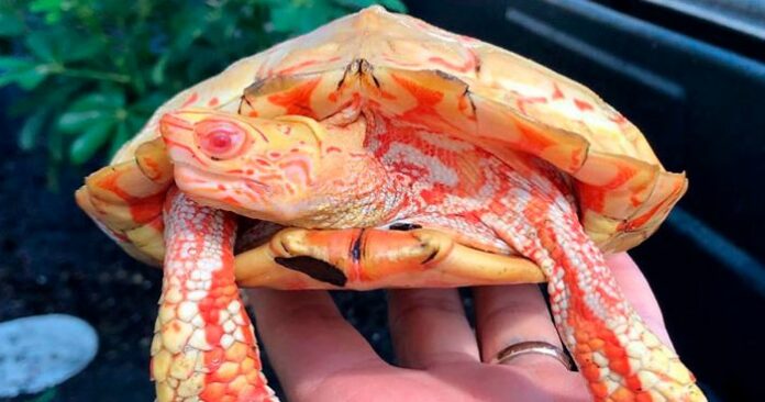albino