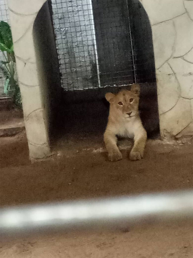 lion