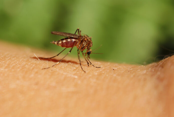 mosquito