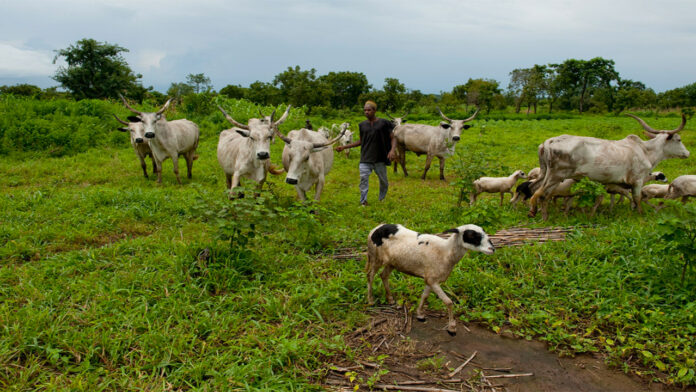 Grazing-fulani