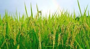 agric
