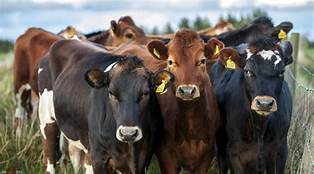 cattles