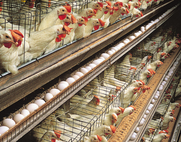 poultry