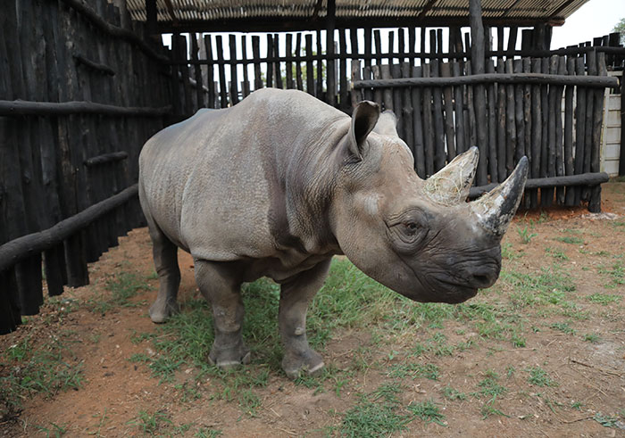 One of the five rhinos translocated to Rwanda from European zoos feed on arrival at Akagera National Park on June 24, 2019. Bringing in the rhinos completed the Big 5 package at the park