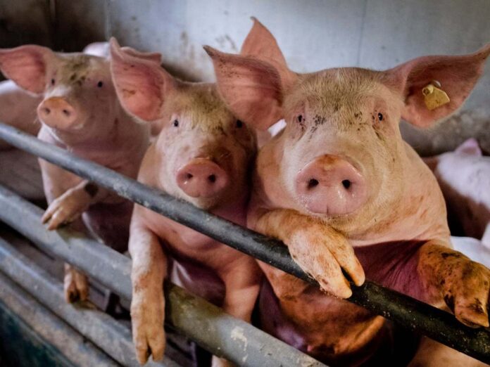 swine-flu