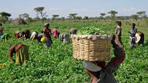 Farmers
