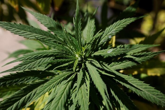 Weed