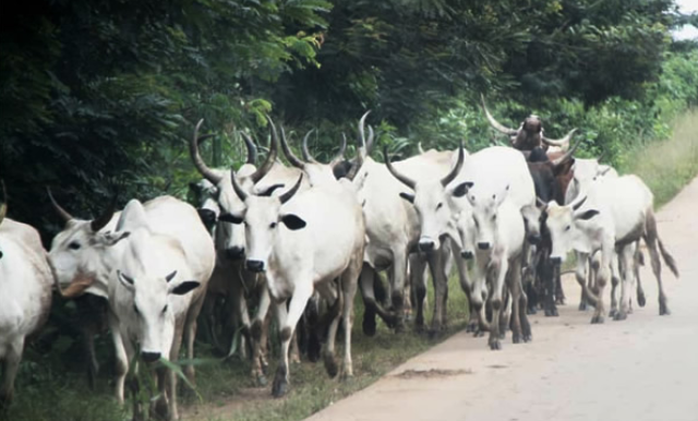 open grazing