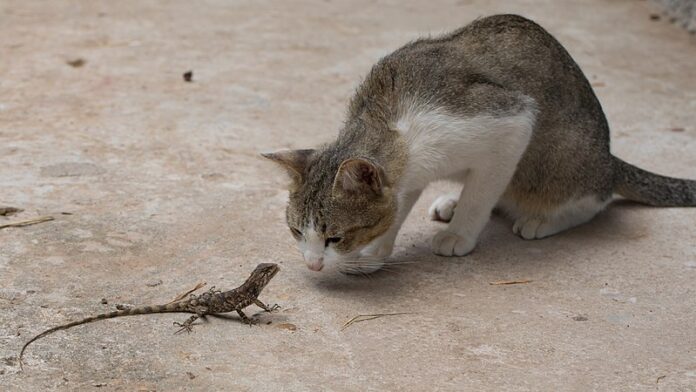 800px-Curious_cat_starring_at_a_lizard