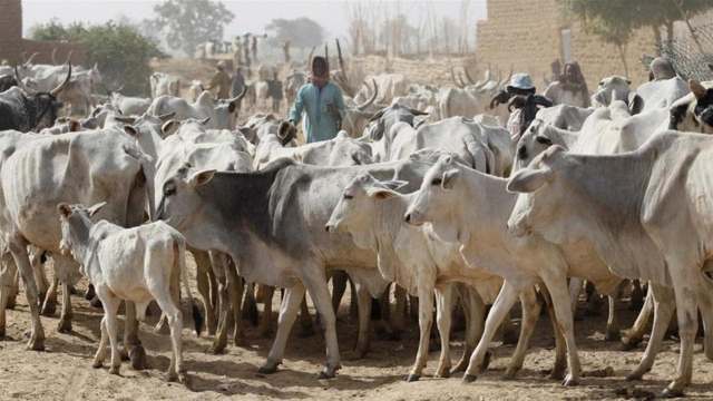 herders.jpg