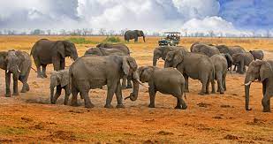 Elephants