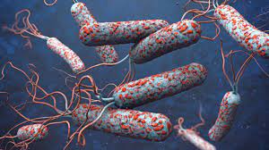 cholera