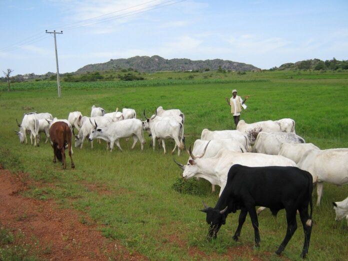 fulani-herdsmen-the-trent1-1200x900.jpg