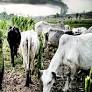 AK-47-wielding herdsmen revisit Nimbo, hack woman to death on her farm