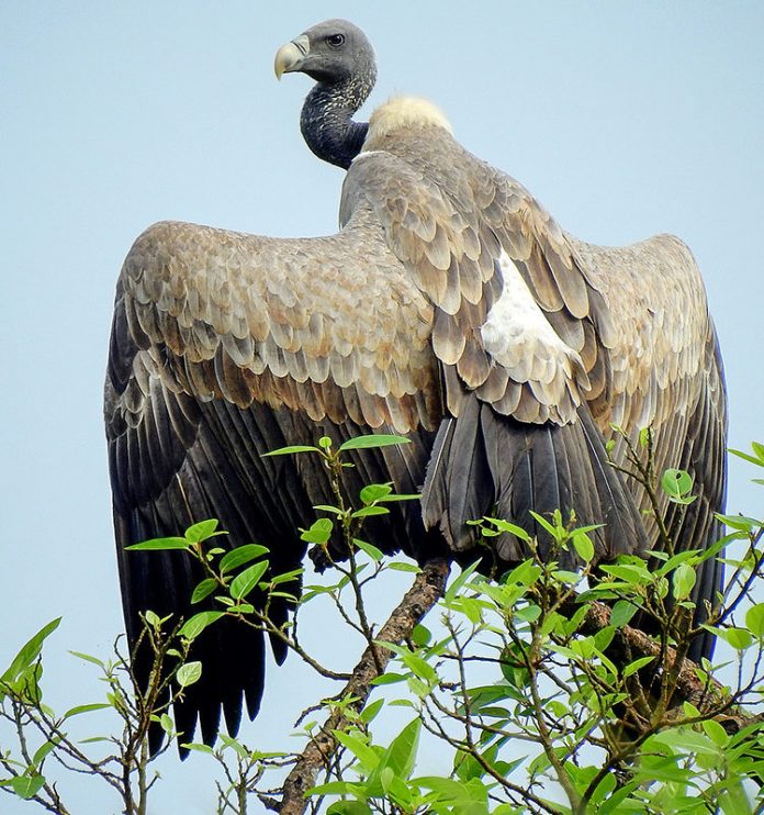 Long-billed-vulture-spotted-in-Raigad-Photo-Credit-Wikimedia-Commons-Shantanu-Kuveskar-750x800