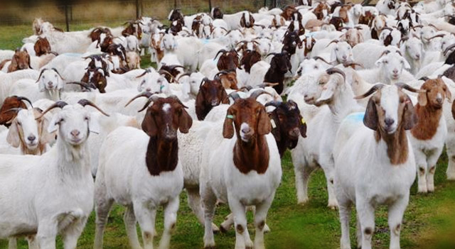 heifers-livestock-holstein-and-health-tested-1530426903-4044046