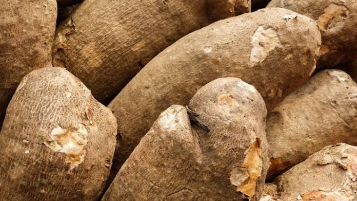 yam thief