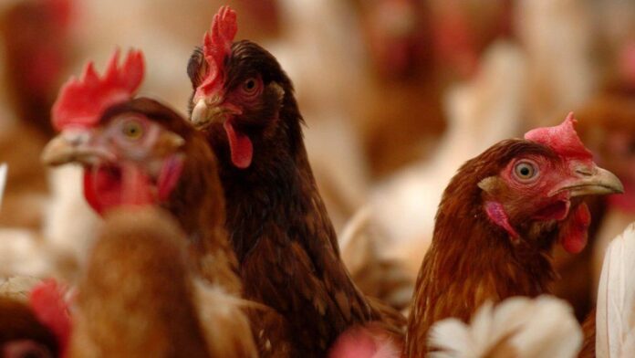 CHICKEN