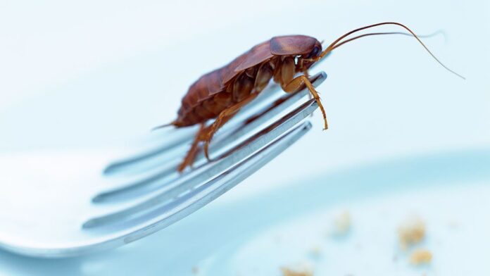 COCKROACH