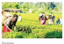 Lagos, Others To Partner Netherlands On Urban Farming